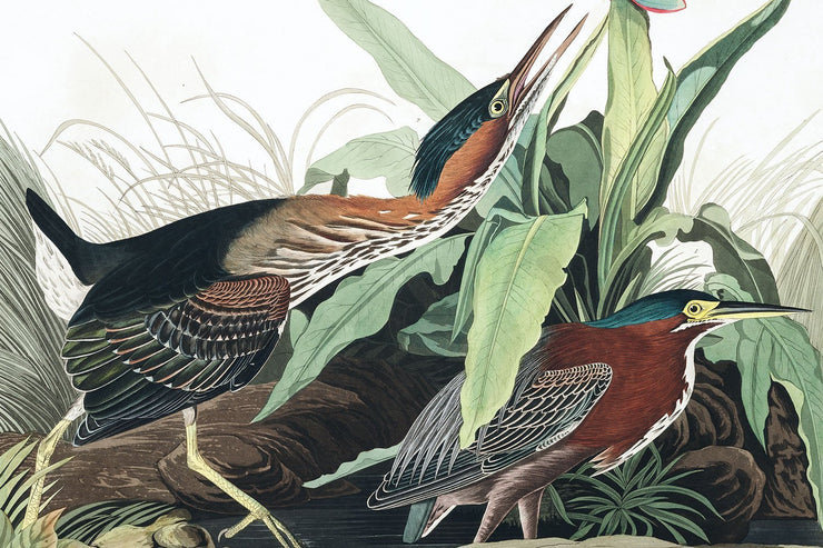 Green Herron Wall Mural