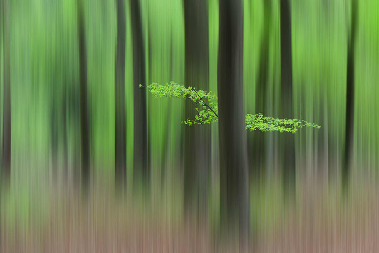 Spring Morning Wall Mural